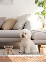 Pets So Good Oreo Glass Bowl In Brown