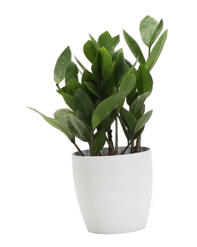 Thorsen's Greenhouse Zz Plant In Small White Pot