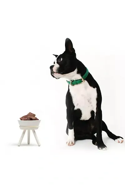 Pets So Good Oreo Pet Standing Bowl In White